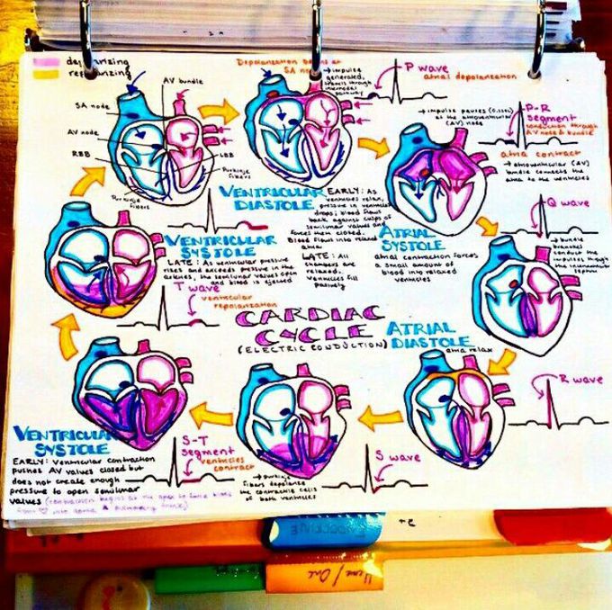 Circulation of blood into heart