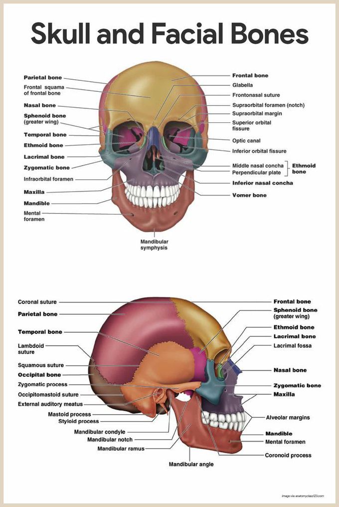 Skull And Facial Bones