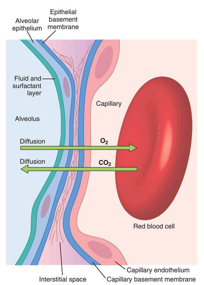 Respiratory membrane