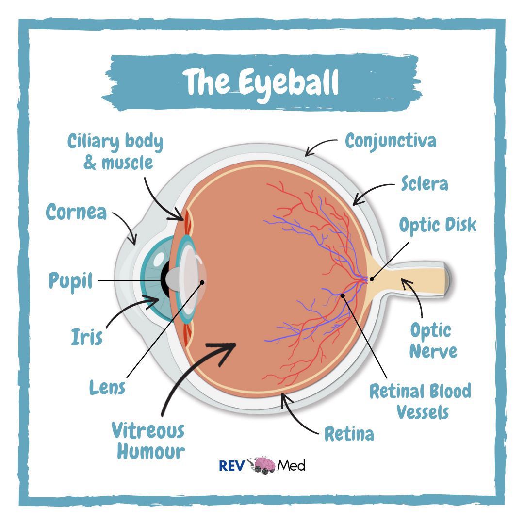 The Eyeball Anatomy! - MEDizzy