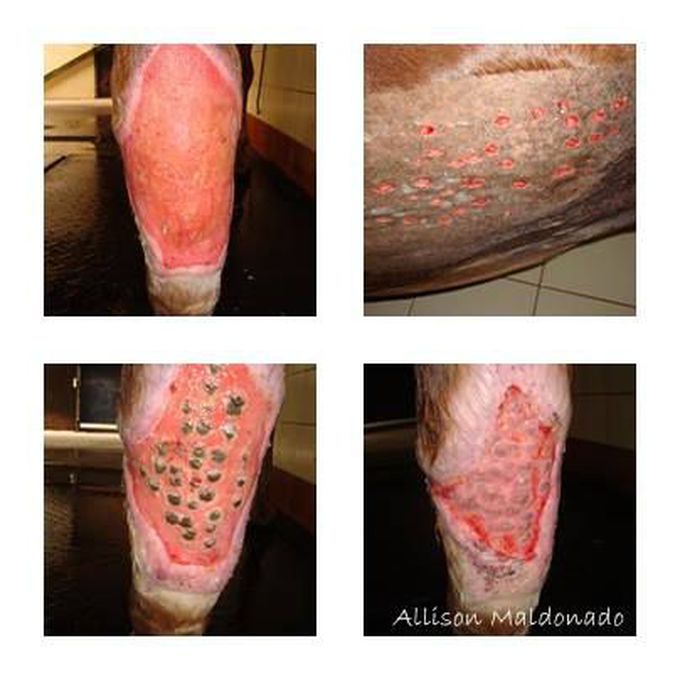 Horse skin transplantation