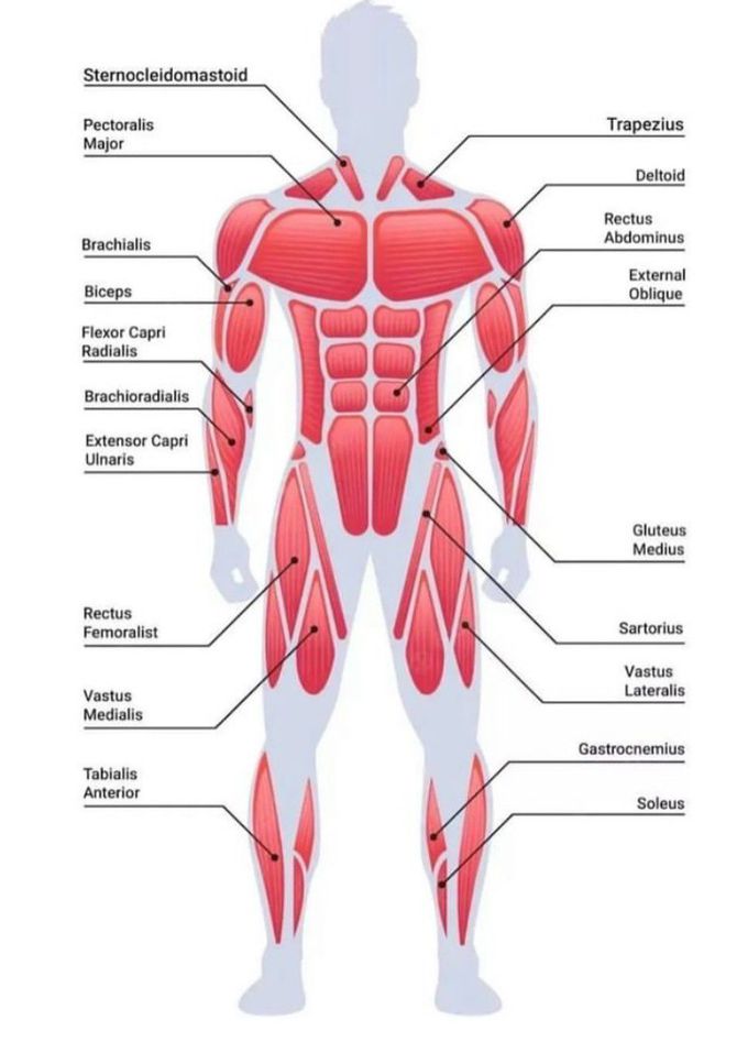 Major Muscles of the Body MEDizzy