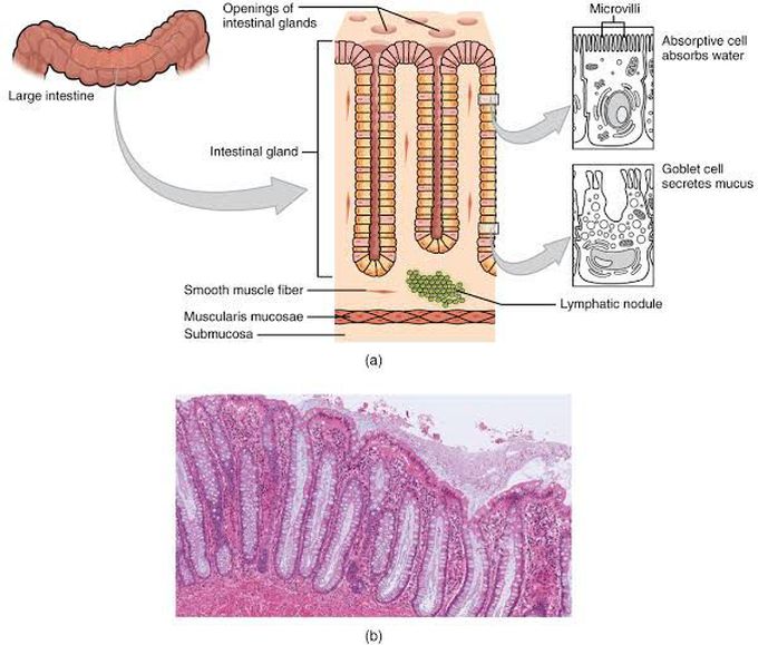 Layers of large intestine