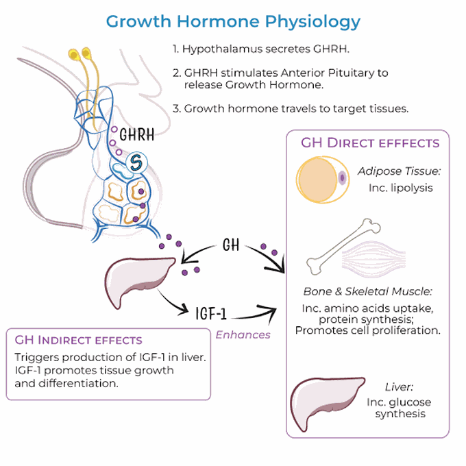 Growth Hormone Physiology