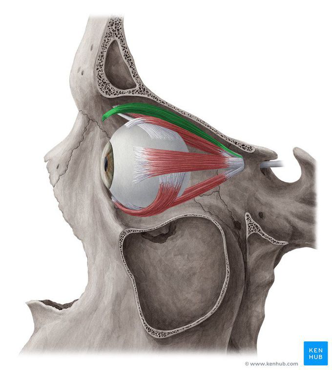 Levator palpabrae superioris