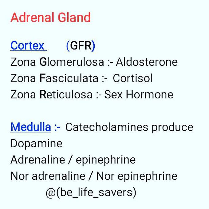 Adrenal gland