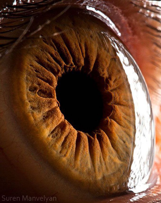 The Human Iris