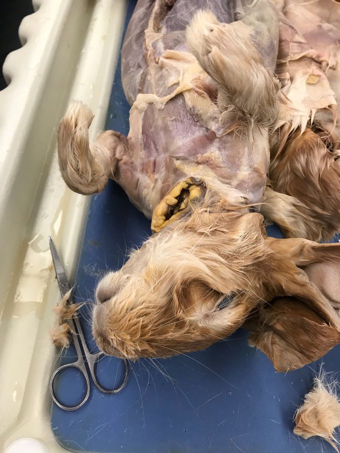 SKINNING OF A RABBIT
