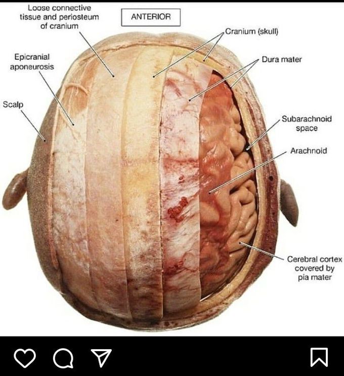 Layers covering the Brain.