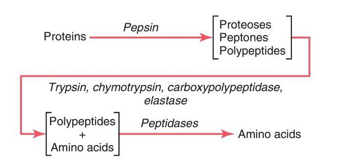 Digestion of protein