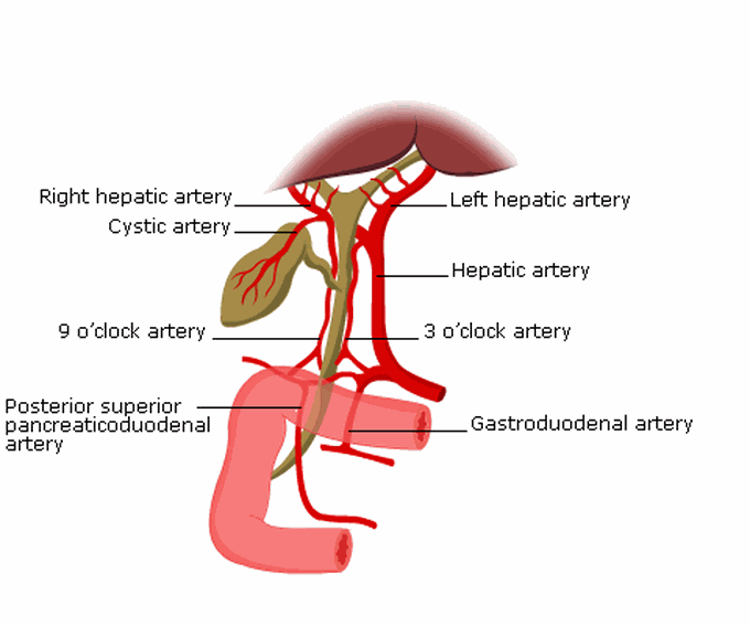 Blood supply of bile duct