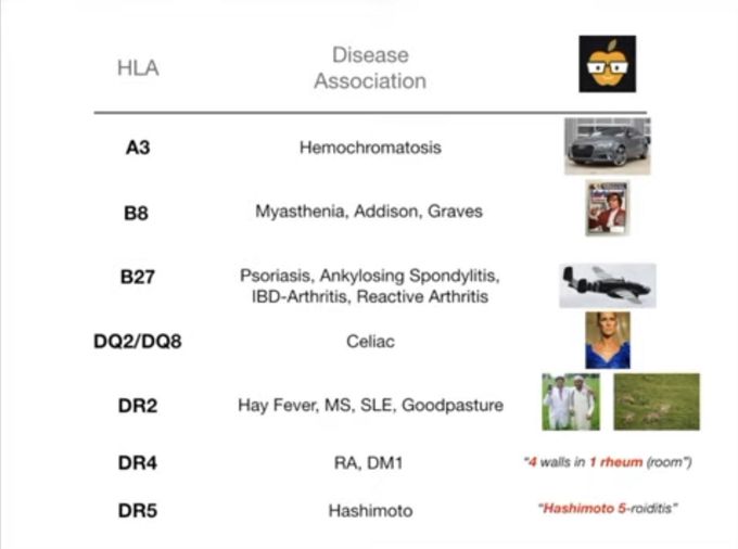 Major histocompatibility complex (HLA)