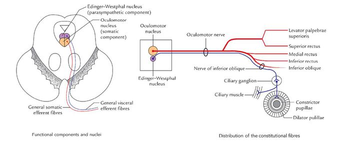 Nucleus of oculomotor nerve