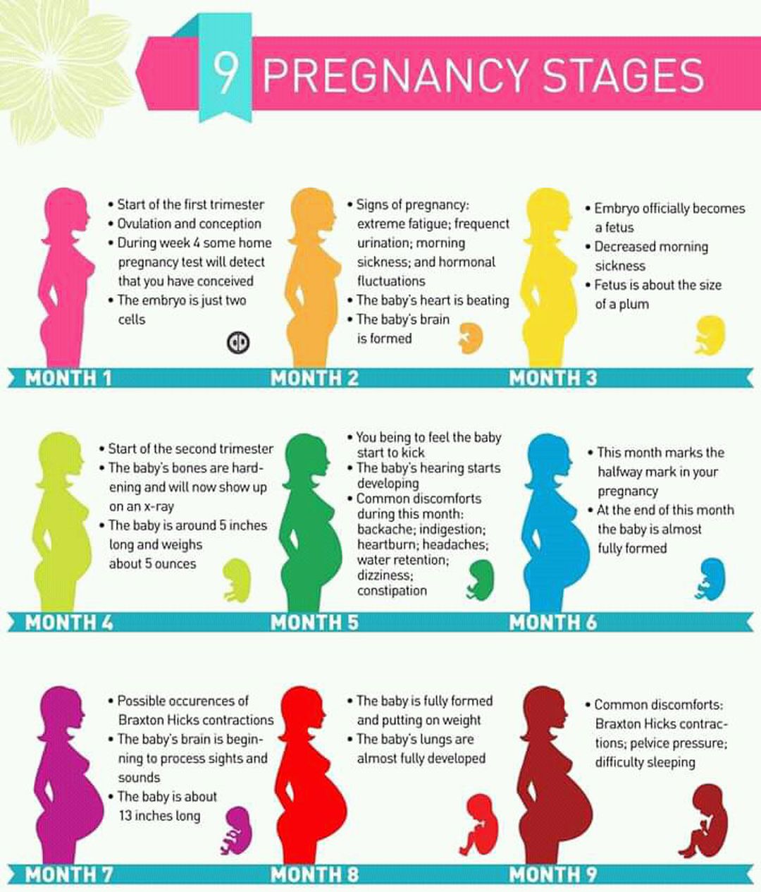 Pregnancy 9months circulation - MEDizzy