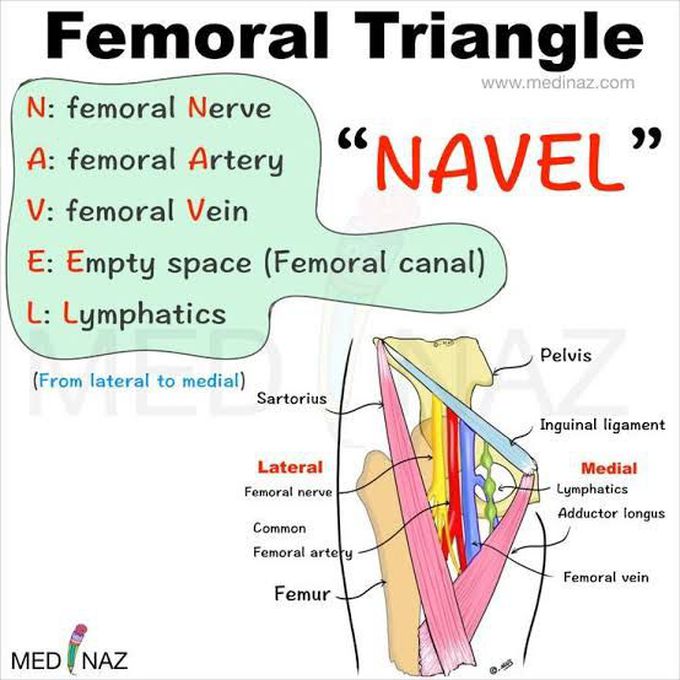 Femoral Triangle