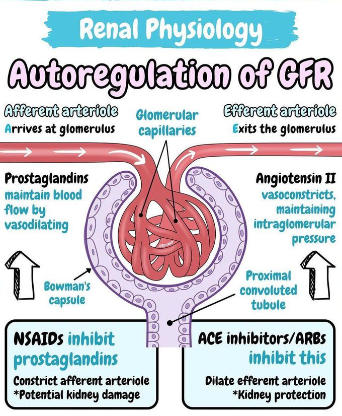 Renal Physiology