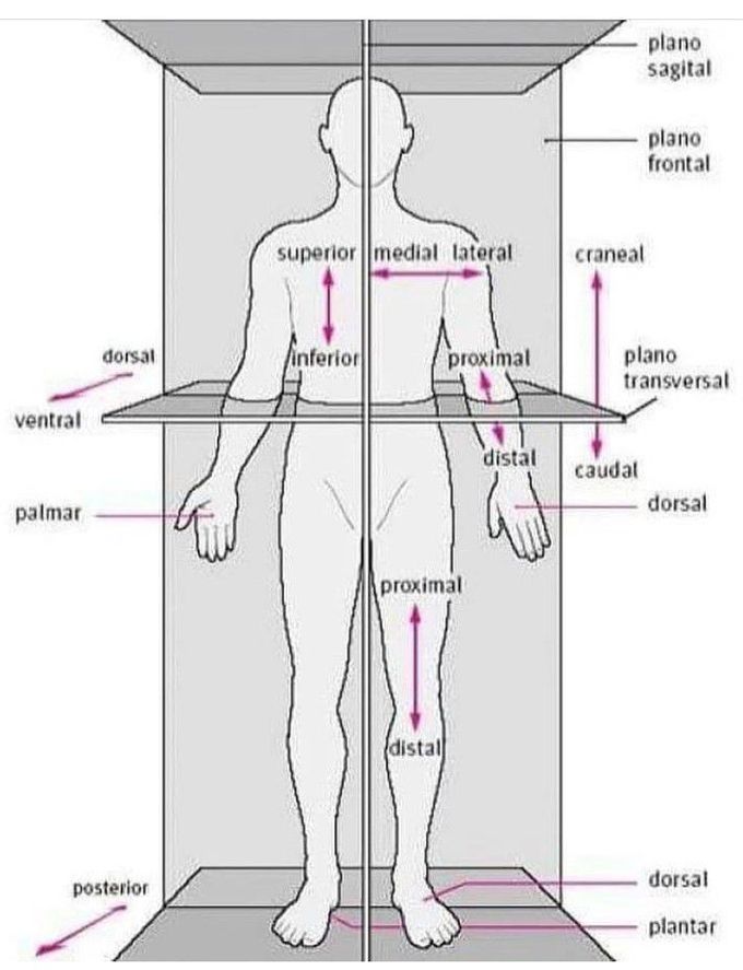 Anatomical Planes