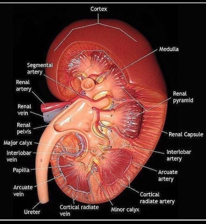 Anatomy of kidney