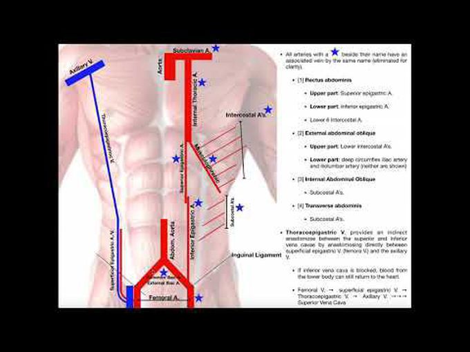 Vasculature of Anterior Abdominal Wall