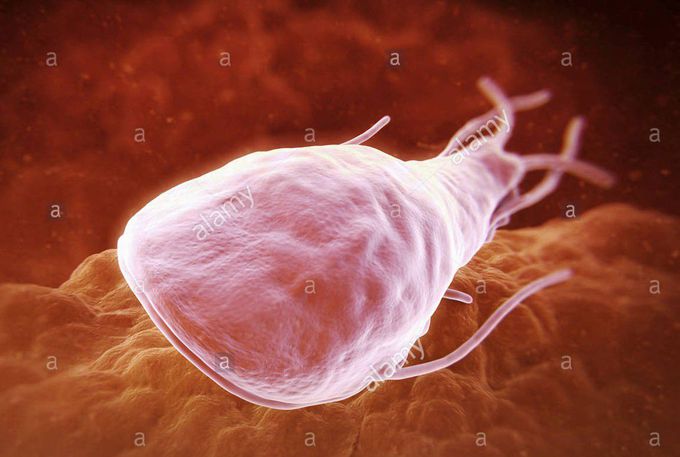 Giardia lamblia is a flagellated protozoan parasite. It colonizes and reproduces in the small intestine and causes giardiasis. 

-