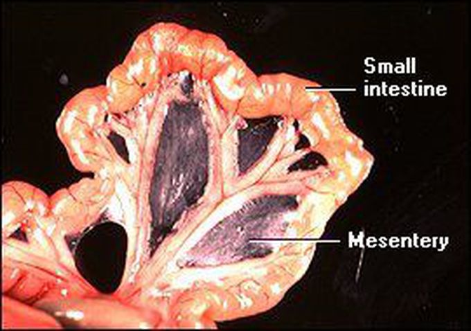 Small intestines