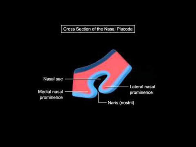 Animation - Formation of nose