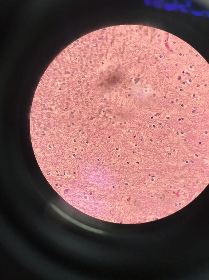 Histology doubt !
