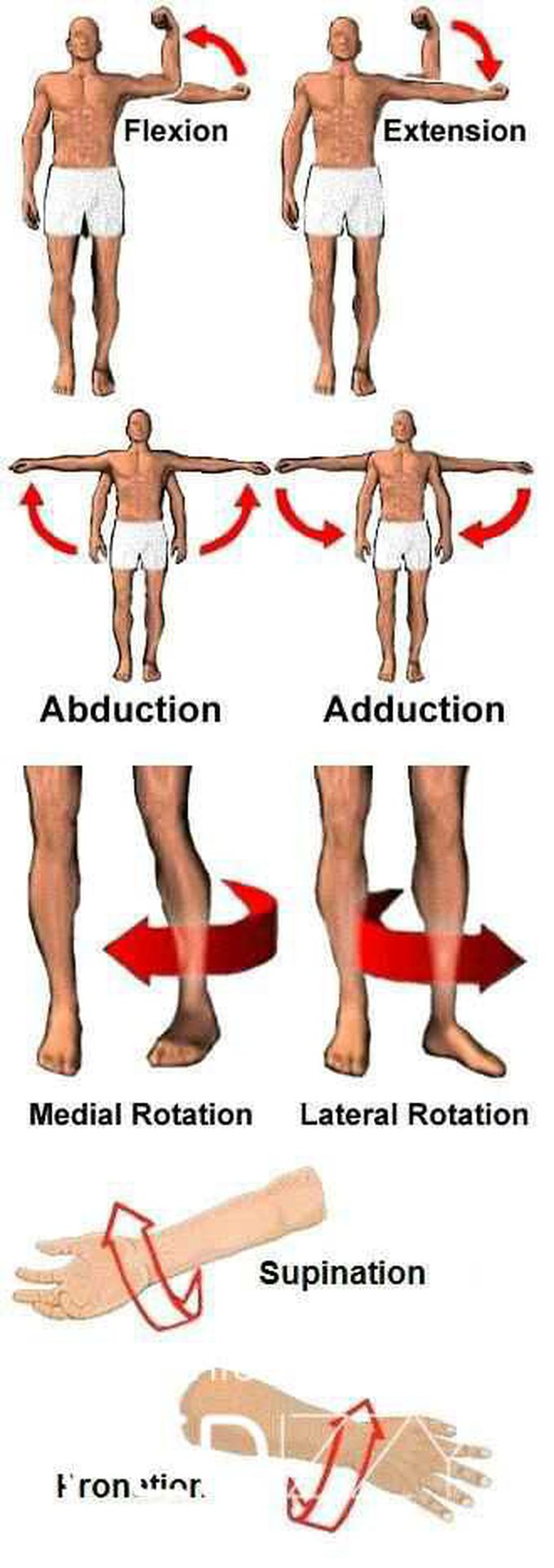 Anatomy