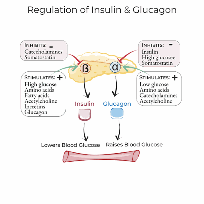 Regulations of insulin and glucagon