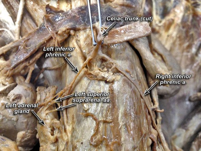 Cadaver image COELIAC TRUNK