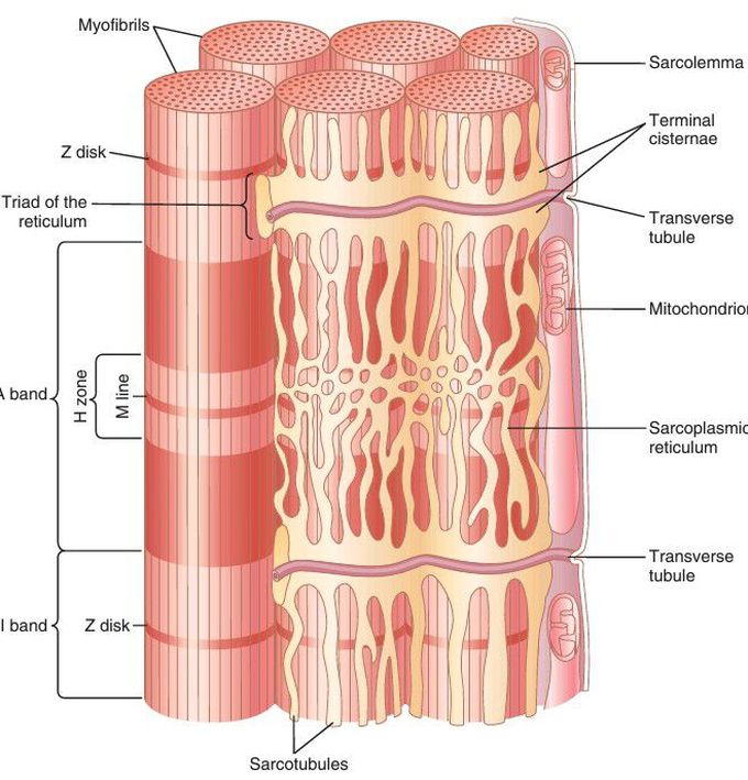 Transverse (T) tubule–sarcoplasmic reticulum system. 