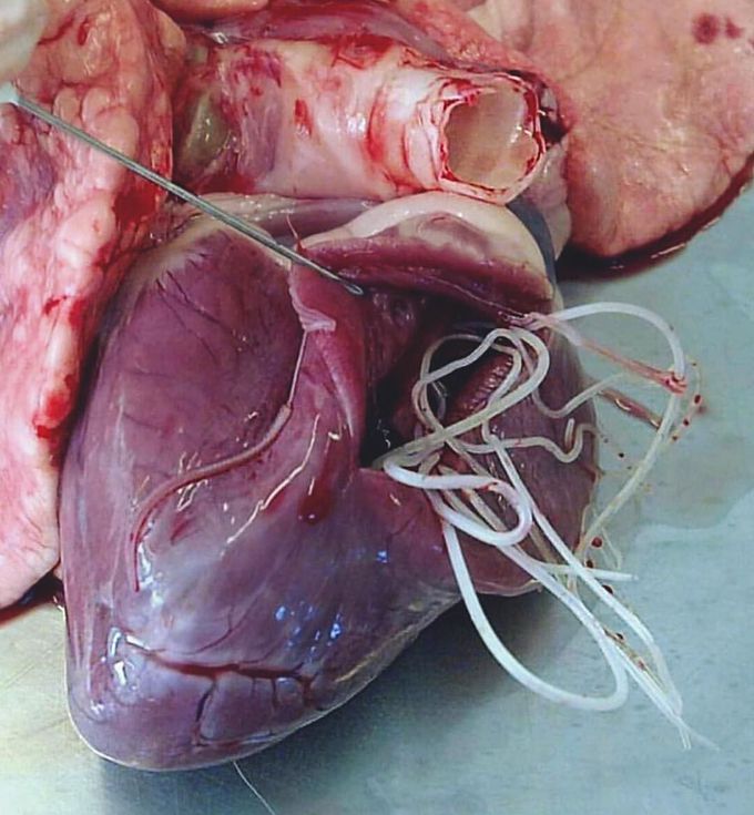 Dirofilaria Immitis