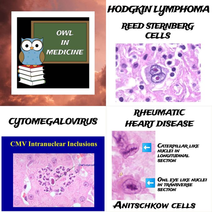 🦉 OWL 🦉 IN MEDICINE 💉💉