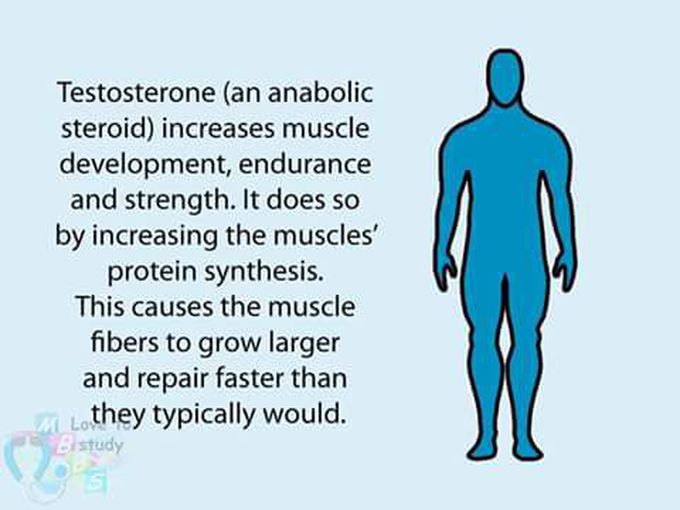 Testosterone