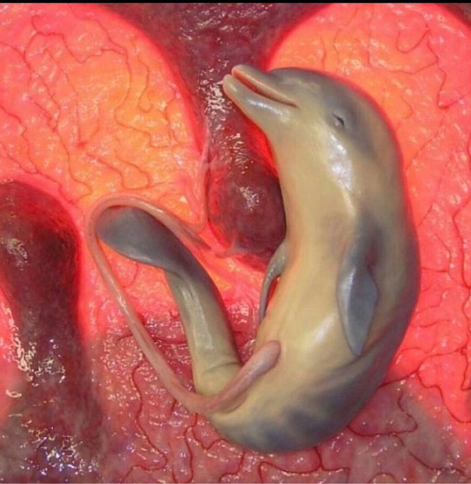 Embryo