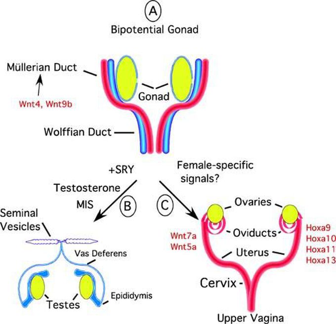 derivatives-of-mullerian-and-wolffian-duct-medizzy