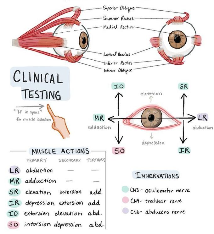 EXTRAOCULAR MUSCLES
