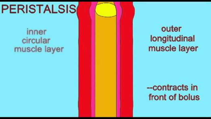 DIGESTIVE SYSTEM: PERISTALSIS