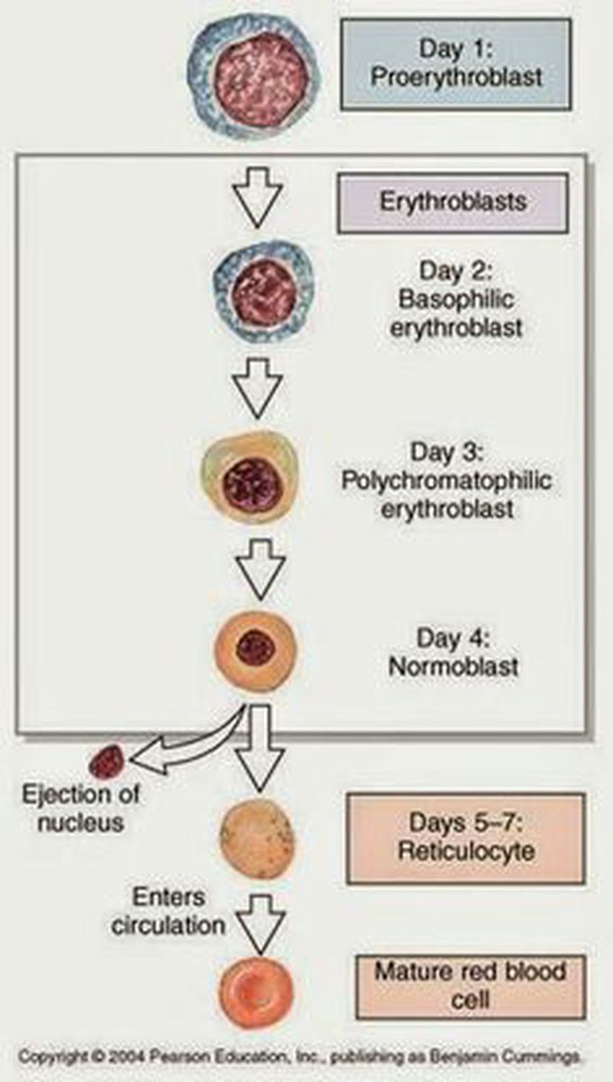 Build a red blood cells