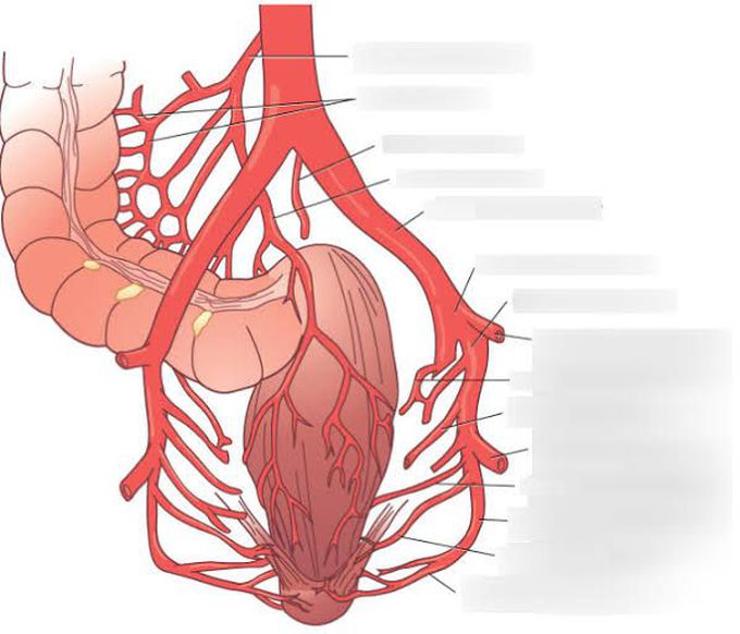 Rectal blood supply