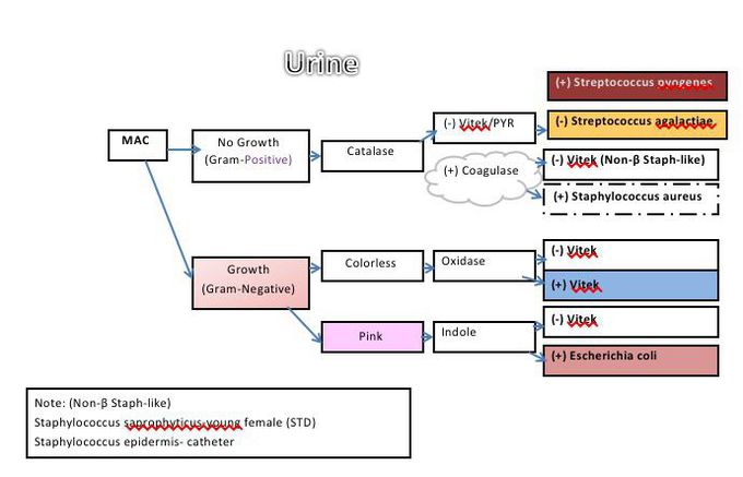 Clinical Specimen Work-Up: Urine