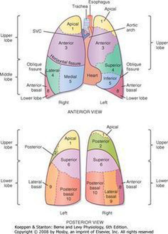 Lungs lobes