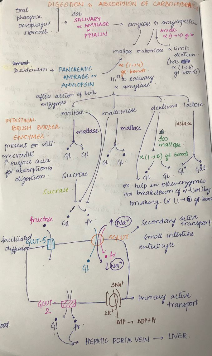 DIGESTION N ABSORPTION OF CARBOHYDRATES