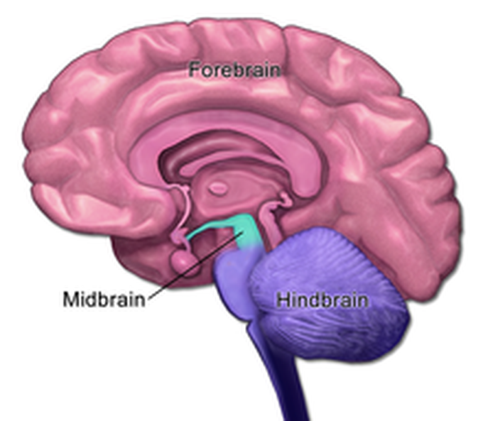 The midbrain