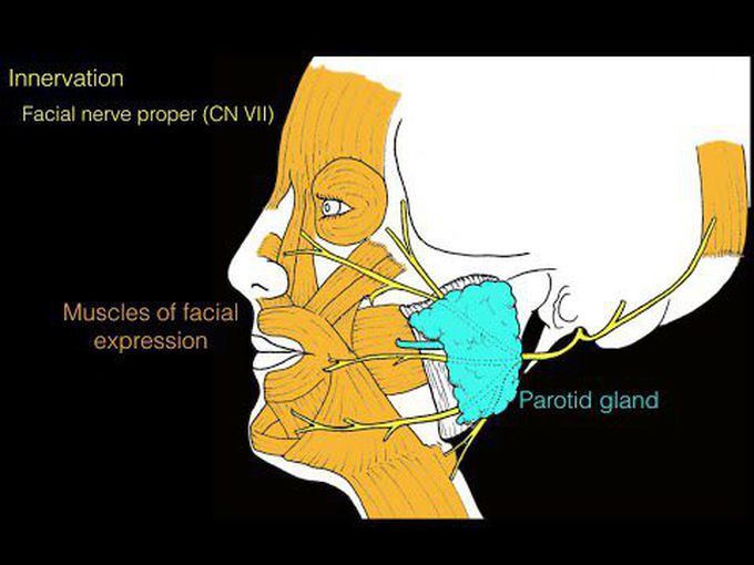 Innervation of muscles of facial expression: Overview