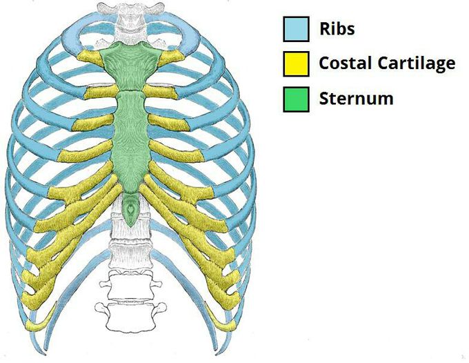 Ribs