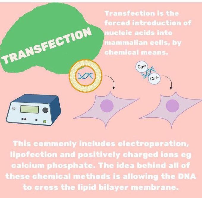 Transfection