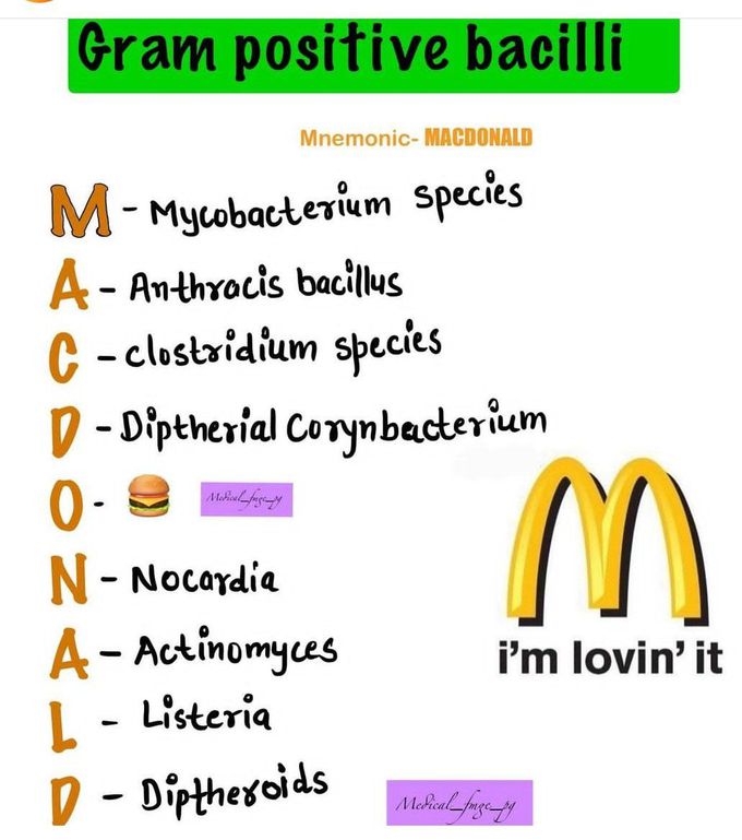 Gram Positive Bacilli