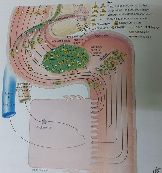 Digestion of fats