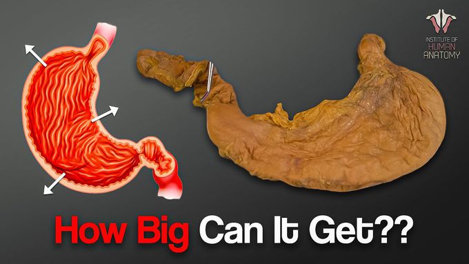 How Much Food Can the Human Stomach Hold?
